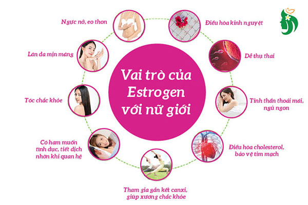 Estrogen là gì và vai trò của hormone estrogen trong cơ thể phụ nữ