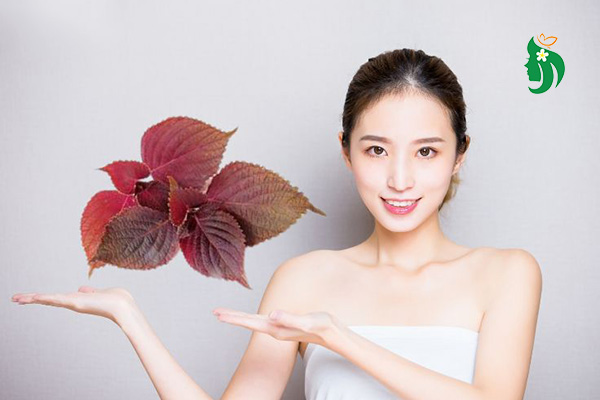 Chăm sóc da mặt bằng lá tía tô hiệu quả tại nhà