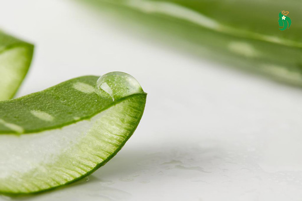 Những lưu ý khi chăm sóc da bằng nha đam