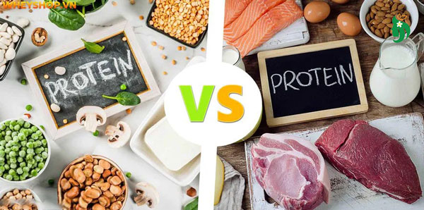 So sánh protein thực vật và protein động vật