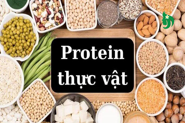 Protein thực vật là gì? Tìm hiểu xu hướng dinh dưỡng xanh đang lên ngôi