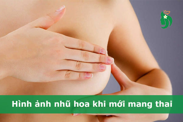 Hình ảnh nhũ hoa khi mới mang thai: Dấu hiệu thay đổi sớm nhất mẹ cần biết