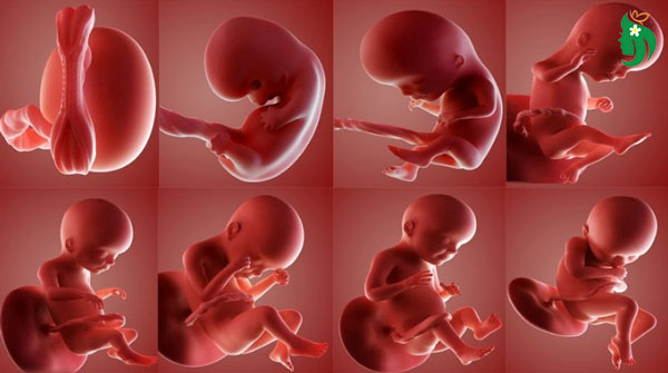 Sự phát triển của kích thước phôi thai theo tuần như thế nào?