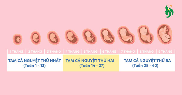 Bảng kích thước thai nhi theo tuần từ tuần 4 đến tuần 40