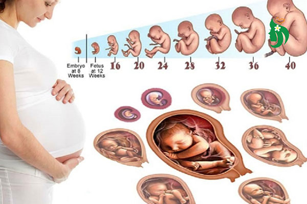 Kích thước thai nhi theo tuần: Bảng chuẩn chi tiết từ A-Z
