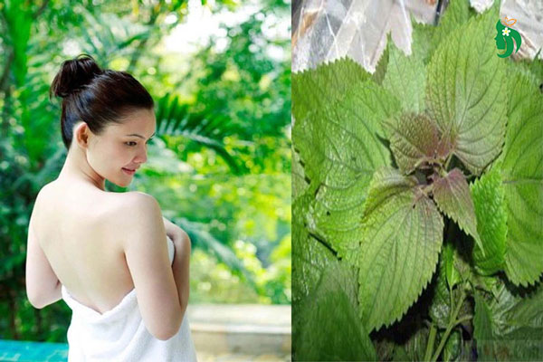 Lá tía tô – Làm sáng da, hỗ trợ thải độc