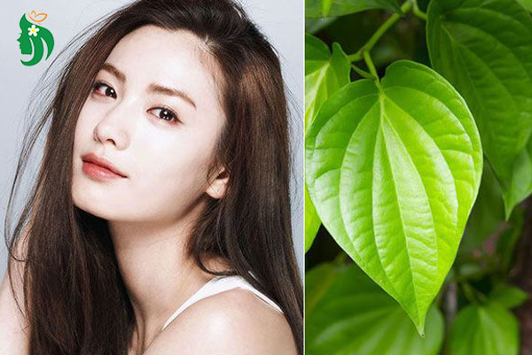 làm đẹp da bằng lá trầu không