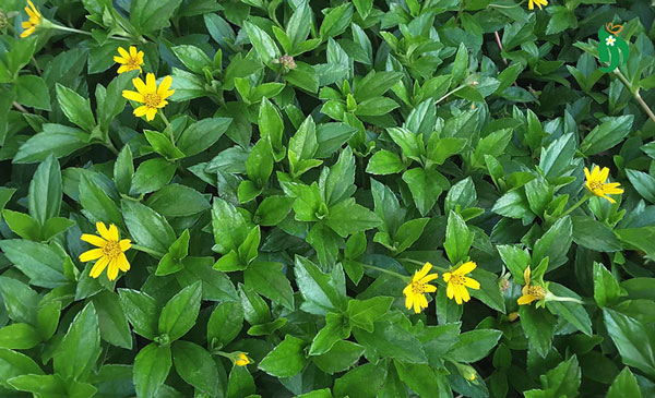 Lá sài đất – Giảm ngứa, làm dịu da kích ứng