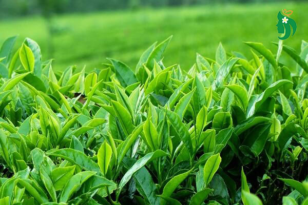 Lá chè xanh (trà xanh) – Làm sạch da, chống oxy hóa